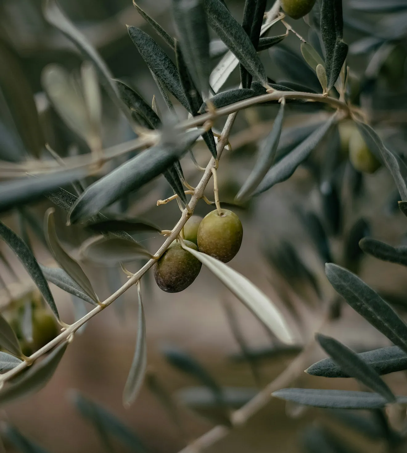 Aceitunas verdes en la rama de un olivo
